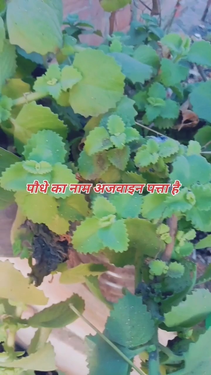 😪सर्दी-खांसी का घरेलू इलाज - ShareChat