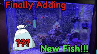 Finally Adding NEW Fish in my Low Budget Salt Water Reef Tank! 20 Gallon Reef Aquarium