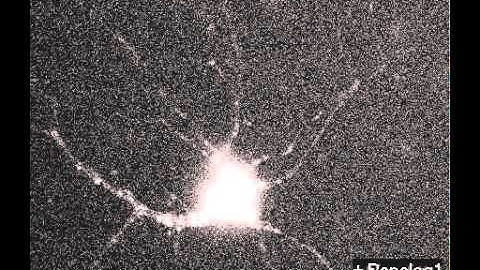 Informatieverwerking in hersencellen - 2