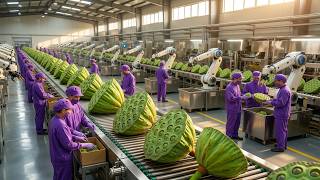 Inside a Giant Lotus Seed Factory Producing Millions of Seeds Full Process