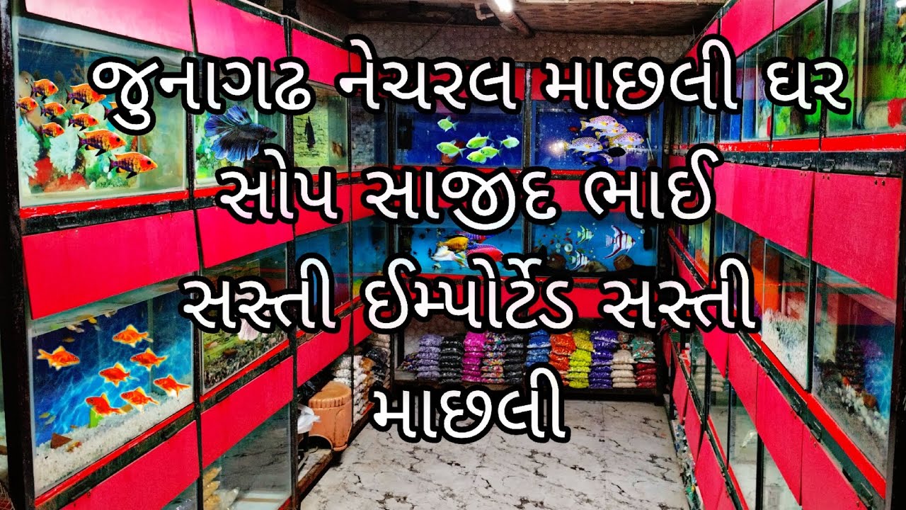 Gujarat Junagadh fish shop Junagadh aquarium shop Junagadh fish shop