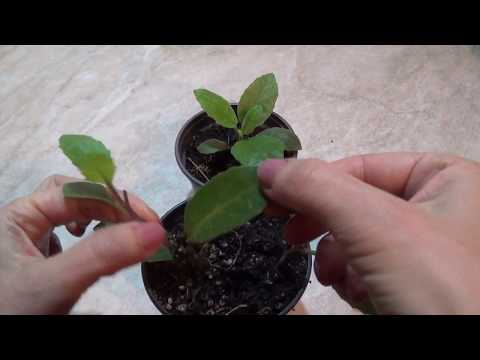 Gynura procumbens - longevity spinach. Accelerated cultivation.(English subtitles)