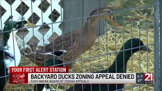 Fort Wayne couple makes case to city’s Board of Zoning Appeals to keep ducks on their property