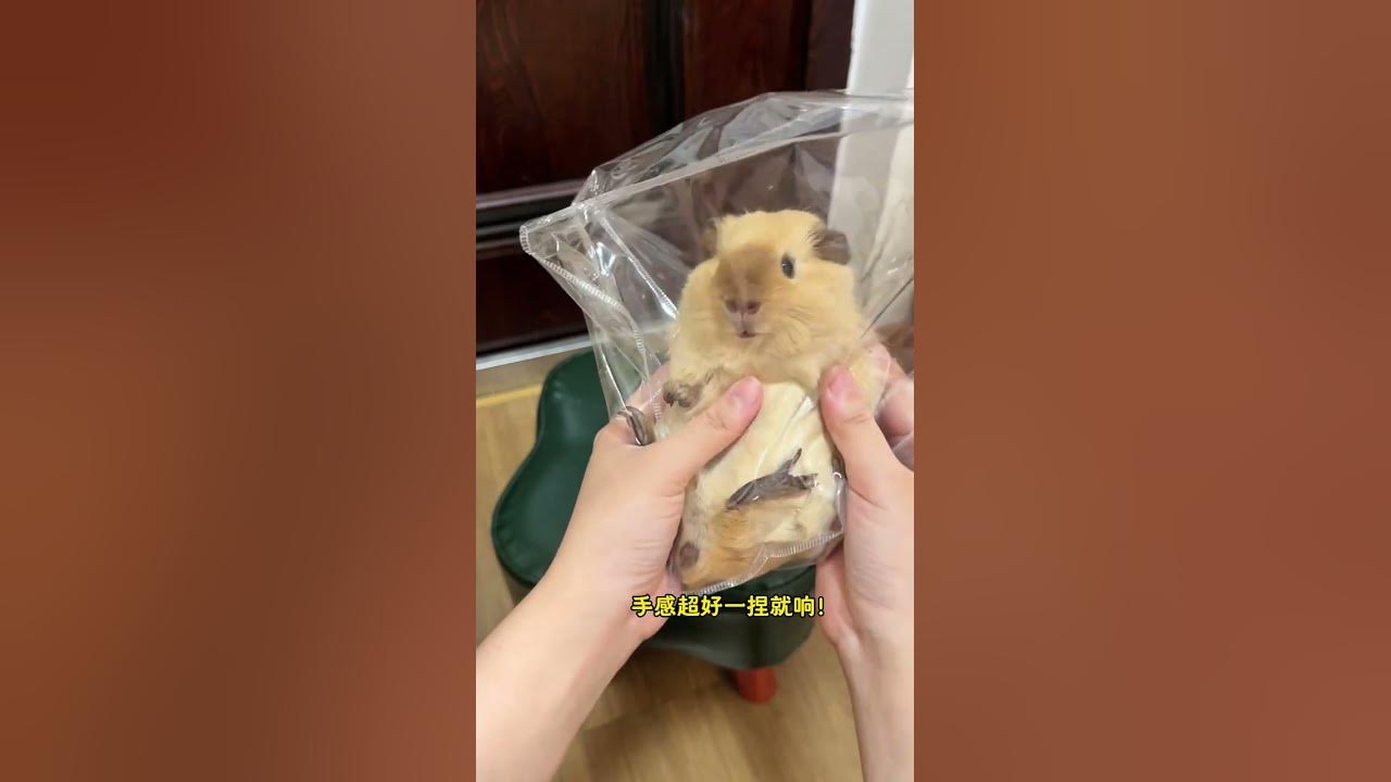 The newly bought guinea pig kept pinching and ringing. What should I do if I keep pinching and r