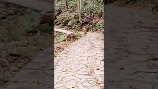Pakad Pakad Mc