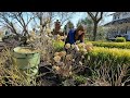 How I Prune Hydrangeas &amp; Hellebores! 🌸✂️🌿 // Garden Answer