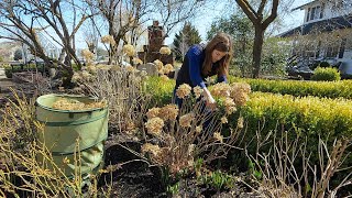 How I Prune Hydrangeas &amp; Hellebores! 🌸✂️🌿 // Garden Answer