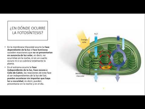 Aprender cómo la dieta del metabolismo acelerado pdf gratis