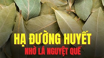 Loại lá có mùi thơm giúp hạ đường huyết, ngừa bệnh tiểu đường | Báo Lao Động
