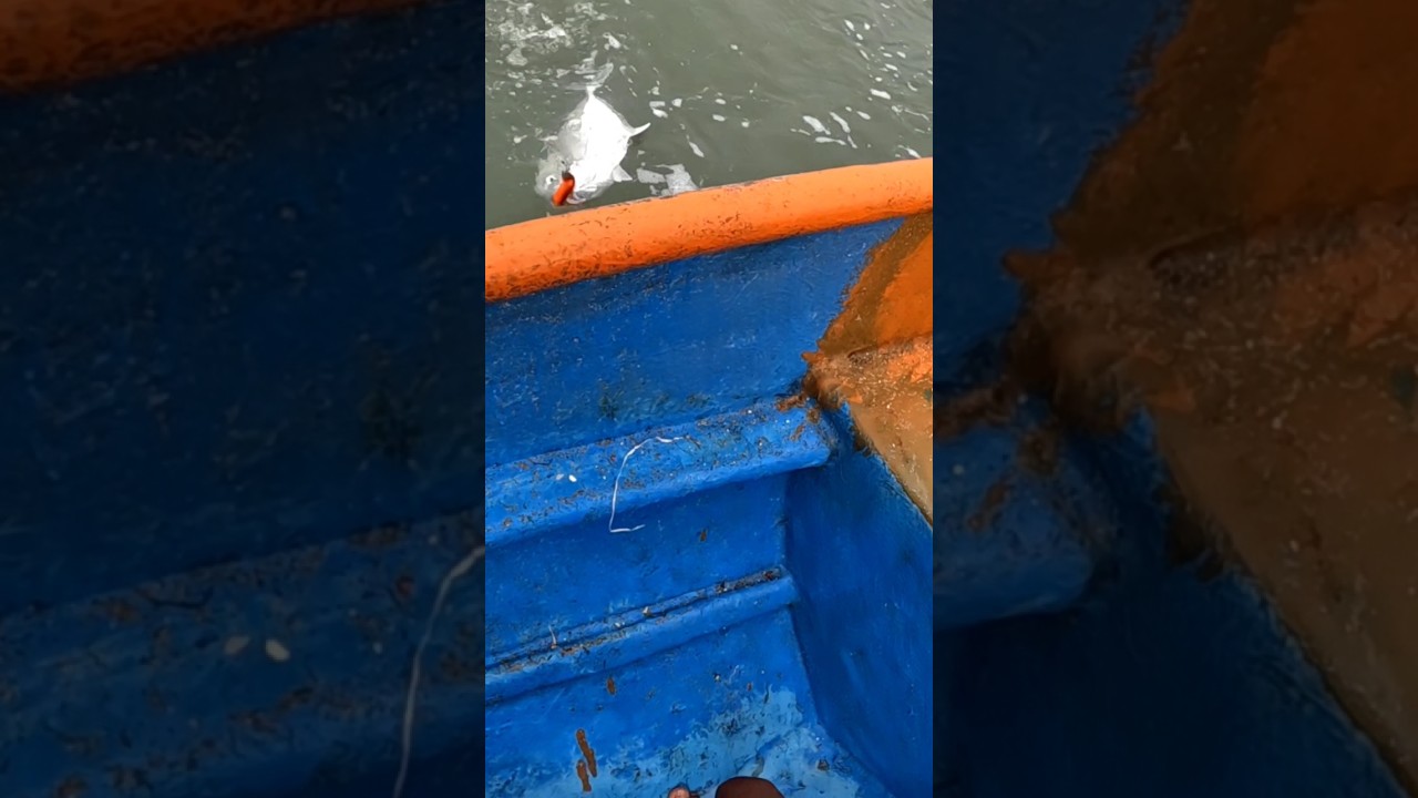 Gt on zman softlure 5 inch 