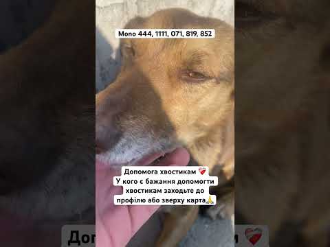 #рекомендації #дякую #найкращі #люди #семья #животные #притулок #тваринки #кошки #тикток #україна