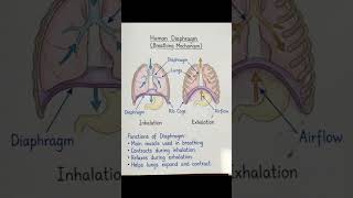 Human diaphragm and their functions| breathing mechanism #shorts #biology #scienceshorts #neet #yt