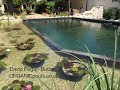 How to build an naturalorganic pool in france