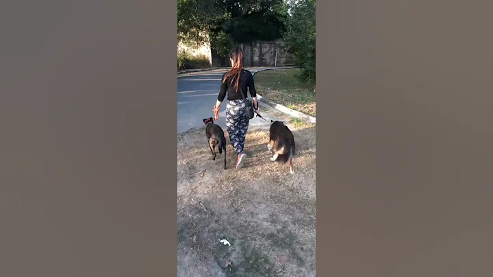 Passeio administrado pela dog walker Amanda Placido.