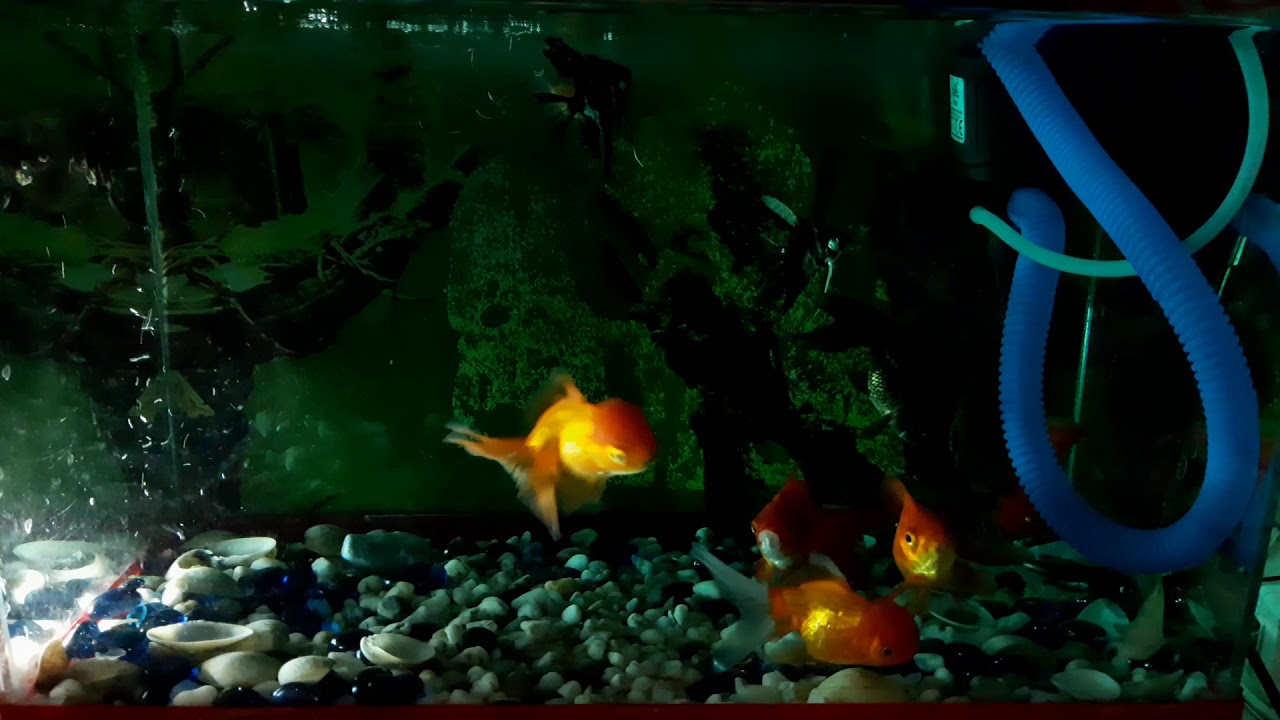 Goldfish Angelfish Hammerhead Pingpong Fish And Janitor Fish In One goldfish-angelfish-hammerhead-pingpong-fish-and-janitor-fish-in-one
