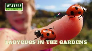 How to Use Ladybugs and Praying Mantis in the Gardens by SignalsAZ 69 views 1 month ago 10 minutes, 52 seconds