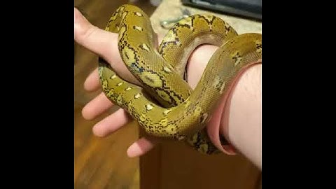 Male Phantom reticulated python