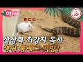 [야놀자] 스치기만해도 바로 사망! 🐍독사의 제대로 살아있는 식사시간!!!  #TVCHOSUNJOY