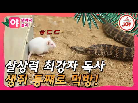 [야놀자] 스치기만해도 바로 사망! 🐍독사의 제대로 살아있는 식사시간!!!  #TVCHOSUNJOY