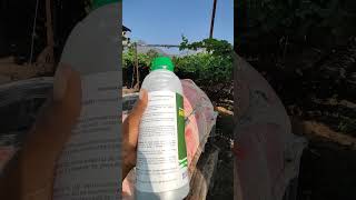 Nutrilam#nutrifert seweed#france #कांदा #onion #द्राक्ष #indianfarmer #grape #द्राक्षबाग#द्राक्षशेती