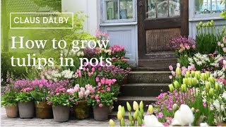 How to grow tulips in pots