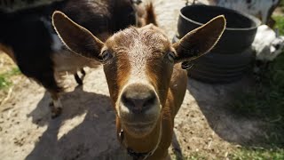 Kamalaya Farm - Nigerian Dwarf Goats