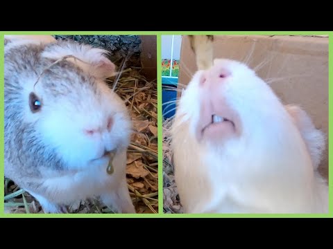 adorable-guinea-pig-syringe-feeding-continued