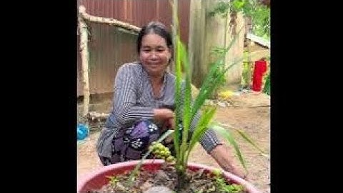 Độc lạ Sóc Trăng cây dừa mới trồng đã cho ra trái