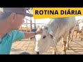 A MINHA ROTINA NA FAZENDA