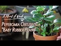 Peperomia Obtusifolia "Baby Rubber Plant" Care | A Plant A Week