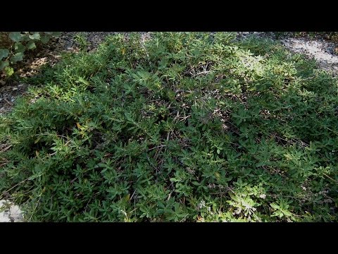 Video: Mis on Lacy Phacelia: õppige lilla tansy metslille kasvatamise kohta
