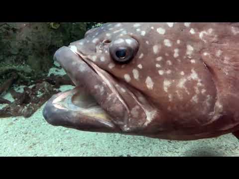 Video: Apa yang dimakan oleh wrasses yang lebih bersih?