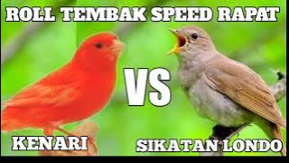 Roll tembak speed rapat kenari vs sikatan londo | Masteran burung terbaik | Murai batu dan Kacer