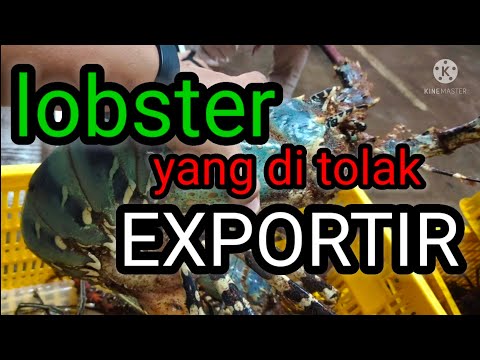 Video: Apakah lobster merah menerima reservasi?