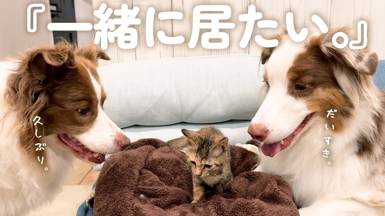 After a month of absence, the dogs were so fond of the kitten that