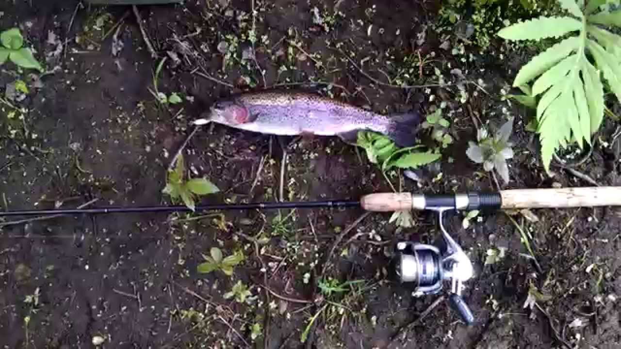 Fishing 2015 - Rainbow Trout - YouTube