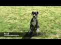 1-Year Old Fear Aggressive Great Dane!  Great Dane Dog Trainers in Virginia and DC