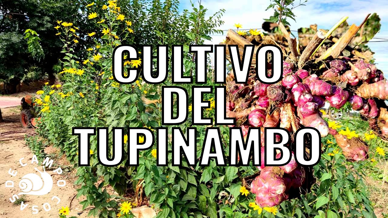 El cultivo del tupinambo.