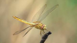 Explore the Captivating World of Dragonflies!