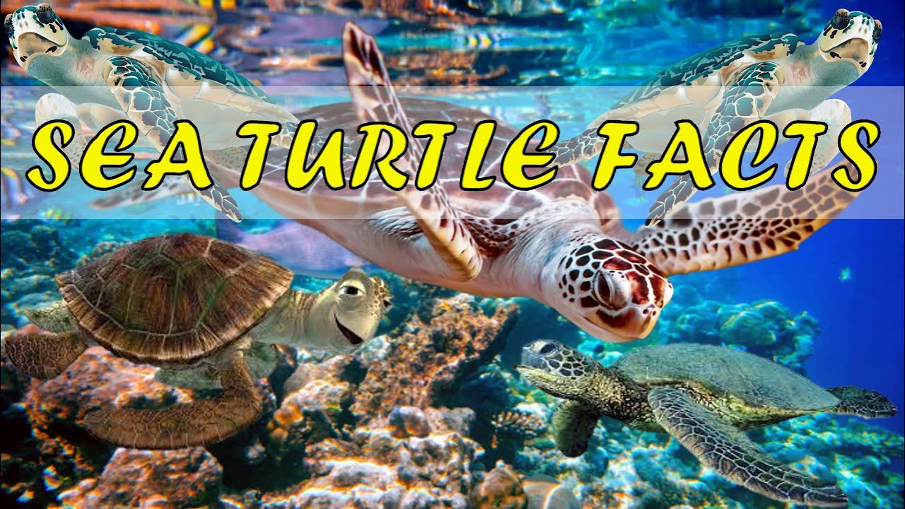 Sea Turtle Videos // Sea Turtle Facts // About Sea Turtles - YouTube