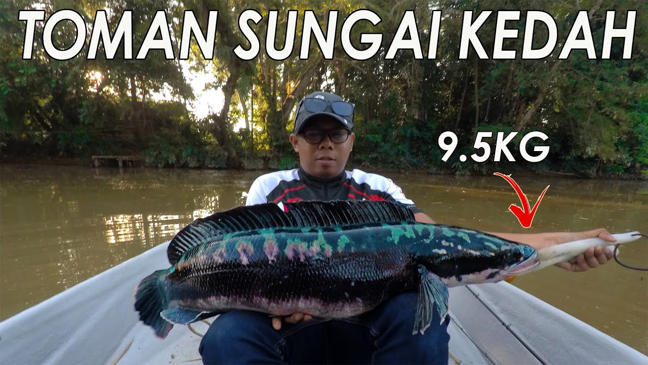 Casting Toman Sungai Kedah 9 5kg Youtube