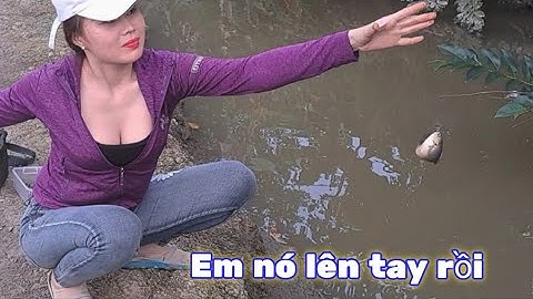 Góc ruộng cá ăn móng như cơm xôi dực lia lịa.#p55 youtube#câu cá hóc môn