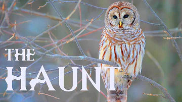 CH5 - Nature Documentary - Treasures of the Wild: Haunt of the Barred Owl