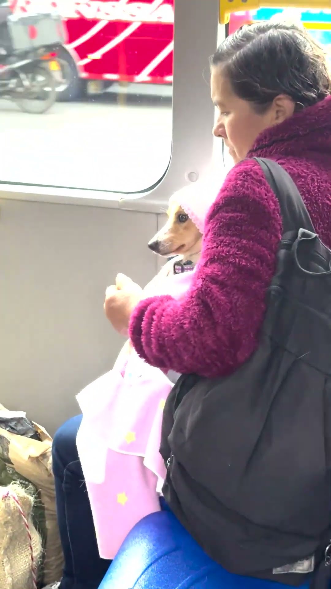Fur Baby Bus Ride || ViralHog