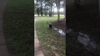 Schipperke “Clinker” learning to walk off lead and sit.