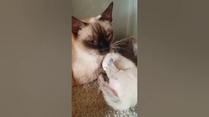 Video 1359661: long haired siamese, balinese kittens, kittens born