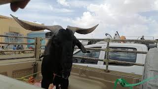 Bakra Mandi 2020 Saudi Arabia - Bakra Eid 2020 - BAKRA MANDI ka sab se tagra bakra in Abha KSA