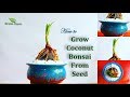 How to Grow Coconut Bonsai From Seed & Step By Step Updates |Coco Growing Easy at Home//GREEN PLANTS