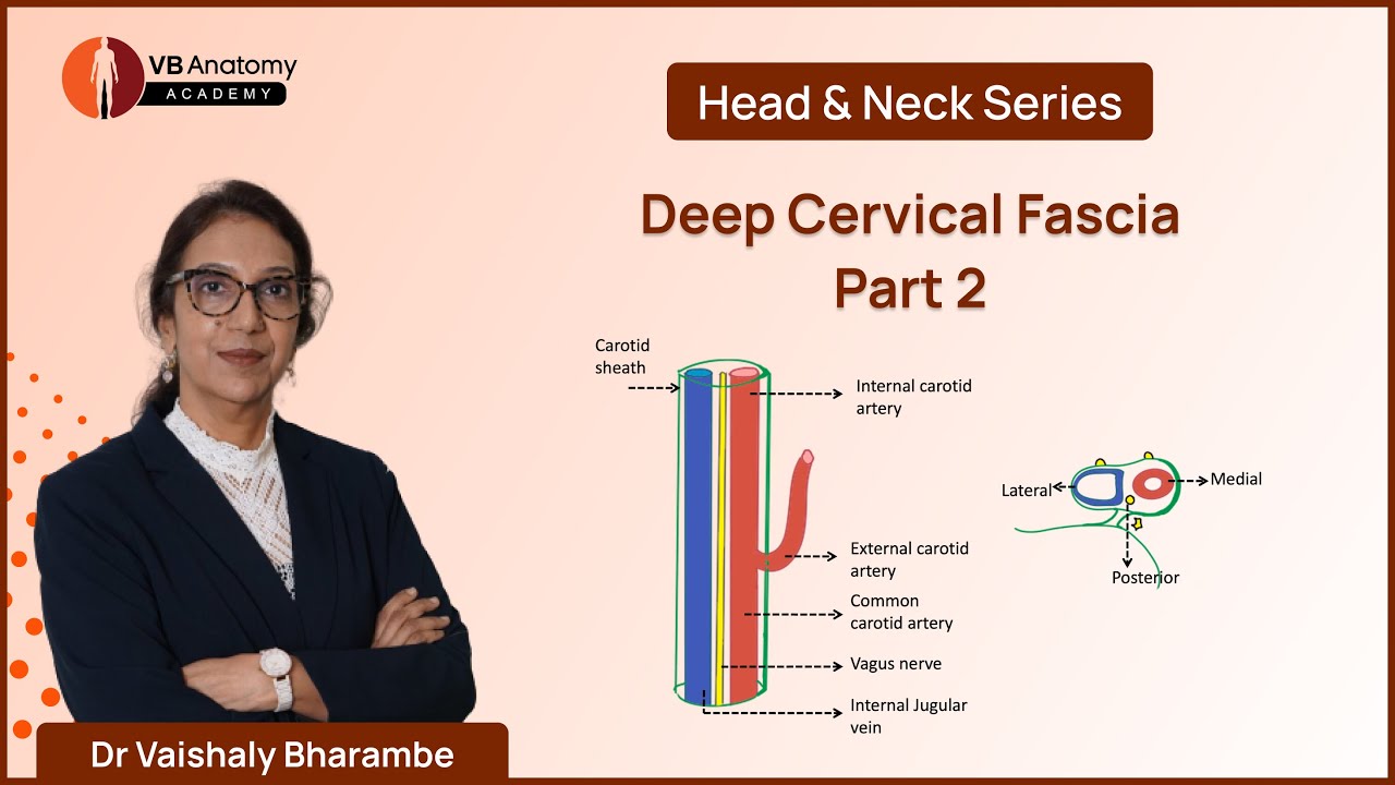 Deep Cervical Fascia: Part 2, An Anatomical Journey with Dr. Vaishaly Bharambe #anatomy