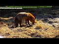 LIVE Animal Cam. Transylvania, Romania, Europe - Fox (Лиса).